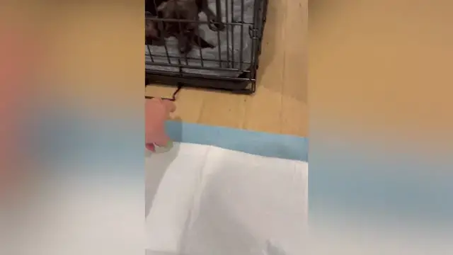'Video thumbnail for Sibling Rescue Dogs Sent To Different Foster Homes Reunited'