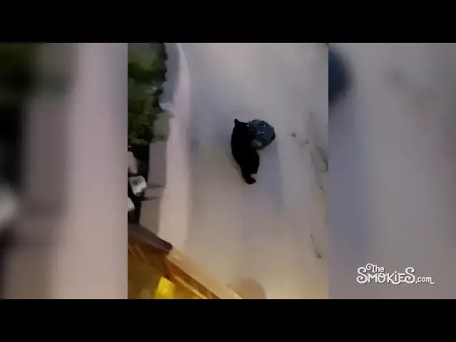 'Video thumbnail for Second black bear trash bandit caught on film in Anakeesta - Gatlinburg TN'
