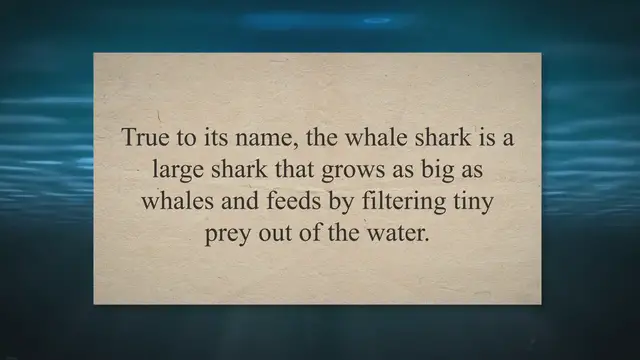 'Video thumbnail for All About the Whale Shark: Filter-Feeding Giants'
