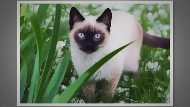 'Video thumbnail for Do Siamese Cats Eat Plants? Understanding Their Diet'