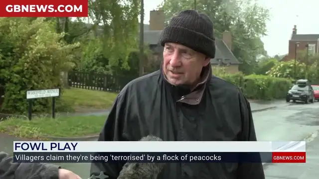 'Video thumbnail for WATCH: Jack Carson confronts PEACOCK as wild flock descend on Staffordshire village'