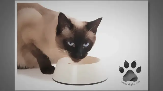'Video thumbnail for Siamese Cat Diet: Wet vs. Dry Food - A Comparison'