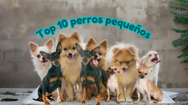 'Video thumbnail for 🐕Top 10 razas de perros pequeños   ❤️'