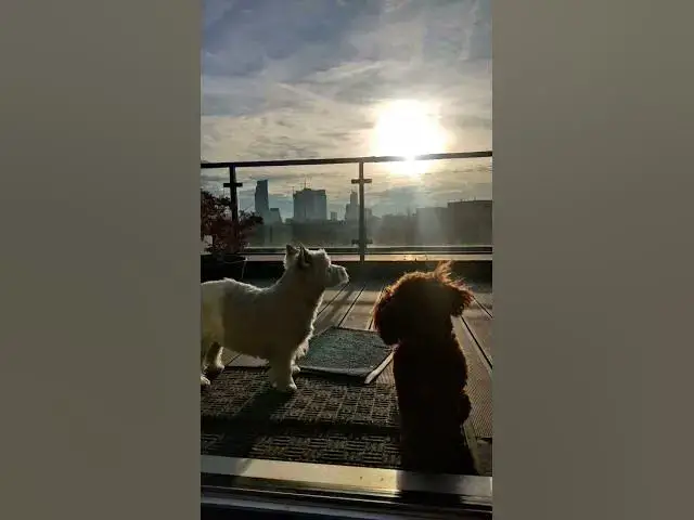 'Video thumbnail for 🌞 Best Friends Forever: Nevada the Westie & Mia the Maltipoo 🐶❤️'