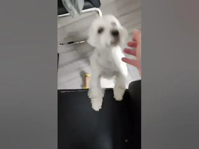 'Video thumbnail for 🐾 Westie’s Ultimate Reunion: Dogsitter’s Return from Vietnam! 🌏'