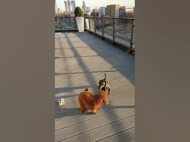 'Video thumbnail for sausage dog 🌭 or Maltipoo 🐩?'