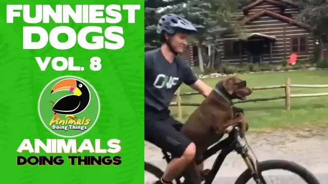 'Video thumbnail for Funny Dogs Vol. 8 | Animals Doing Things'