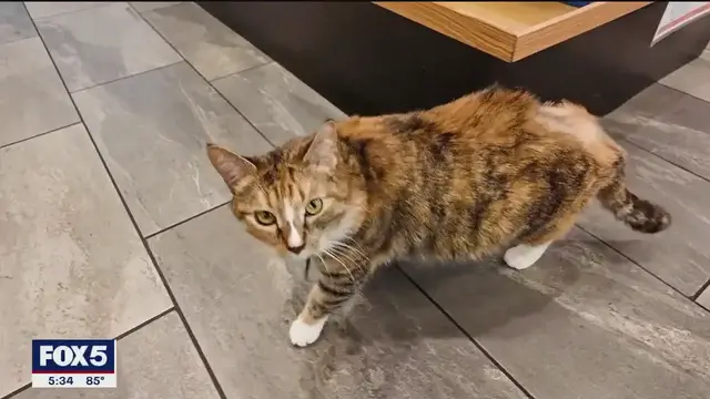 'Video thumbnail for NYC says yes to bodega cats'