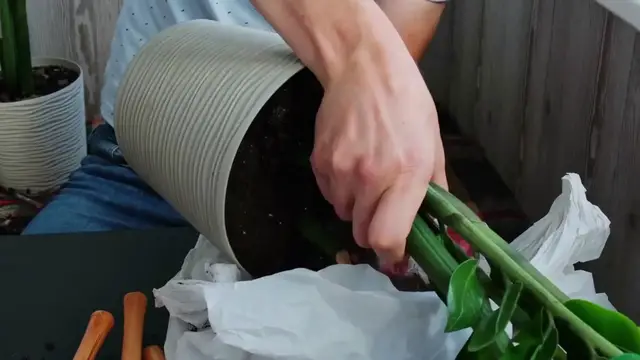 'Video thumbnail for How To Revive Alocasia Polly'