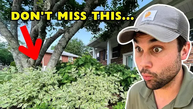 'Video thumbnail for The $16 Plant FIX No One Knows About...'
