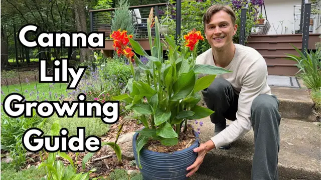'Video thumbnail for CANNA LILY Care - How to Grow Cannas for Months of Flowers'
