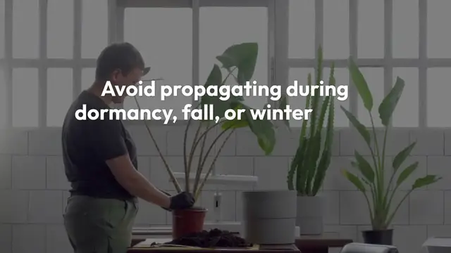 'Video thumbnail for Alocasia Polly Propagation'
