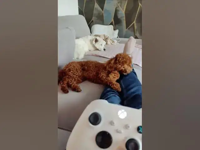 'Video thumbnail for 🐾 Mia the Maltipoo Diaries 🐾Life with Mia the Maltipoo is all about the longs: walks, naps, hugs 🤗'