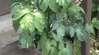 'Video thumbnail for Tomato Problems: treating leaf spot, sunscald.wmv'