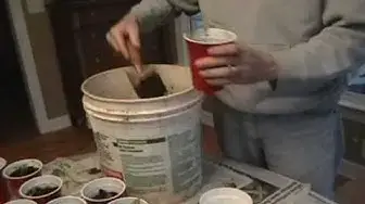'Video thumbnail for Repotting tomato plants when growing tomatoes from seeds.wmv'