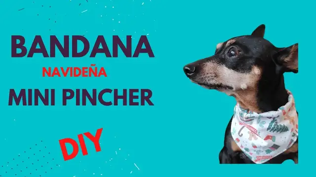 'Video thumbnail for Cómo hacer una bandana (pañoleta) para mini pinscher 🐕'