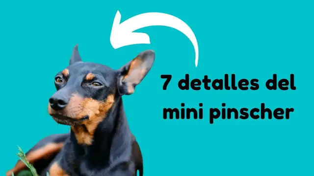 'Video thumbnail for 7 CARACTERÍSTICAS del PINSCHER MINIATURA 🐕🐕'