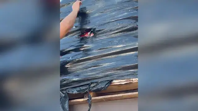 'Video thumbnail for Couple Rescue Kitten Trapped In Wrapped Plastic Pallet'