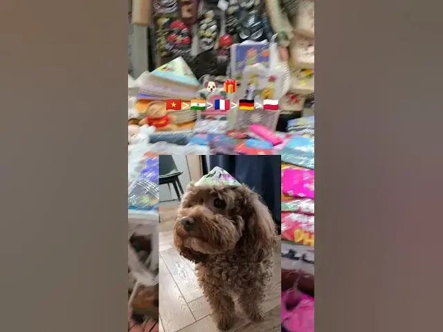 'Video thumbnail for A Tiny Vietnamese Hat’s Big Journey for Mia the Maltipoo 🎩🐶'