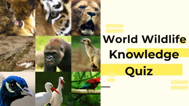 'Video thumbnail for World Wildlife Trivia Questions'