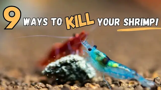 'Video thumbnail for Shrimp Keeping Tips Everyone Should Ignore! ?'