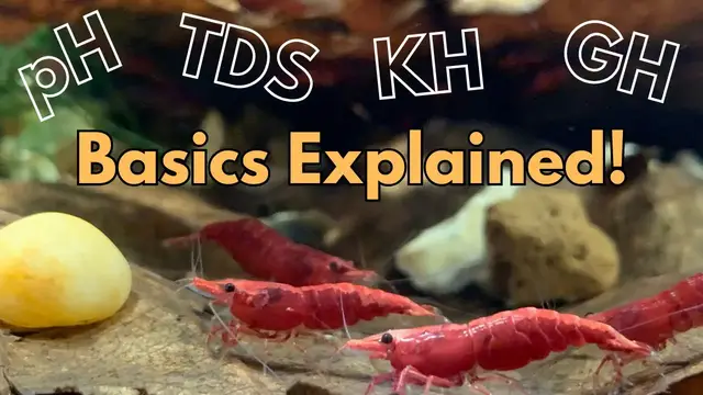 'Video thumbnail for Shrimp Tank Water Chemistry Explained: pH, GH, KH, and TDS'