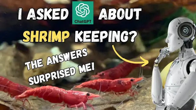 'Video thumbnail for AI-Powered Insights for Red Cherry Shrimp Keepers: ChatGPT's Top 10 Tips!'