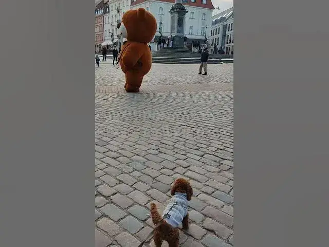 'Video thumbnail for Maltipoo losing its temper and shouting at big promotional Bear 🐻'
