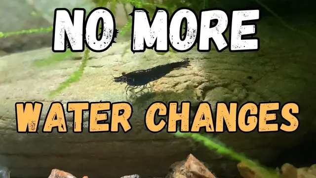 'Video thumbnail for ? Shrimp Tank Water Changes: Are They Really Necessary? My Experience'