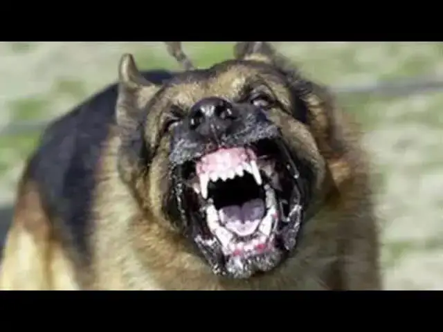 'Video thumbnail for law nation sports: mark ingram survives dog attack, drafts his reaction!'