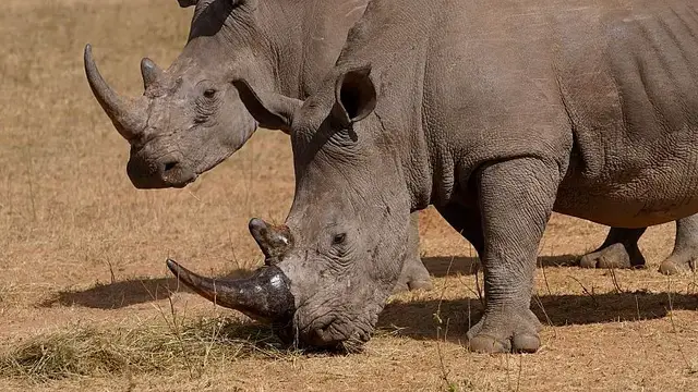 'Video thumbnail for How cutting off rhino horns might help curb poaching'
