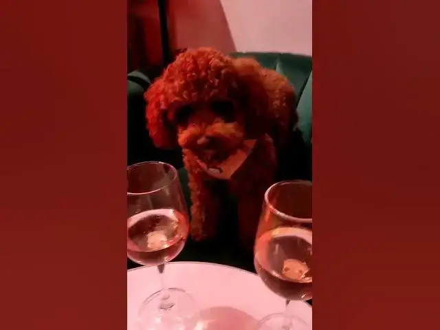 'Video thumbnail for 🐾 Date Night with a #Maltipoo: A Perfect Evening of Fun and Relaxation 🐾 #DogsitterLife 🐾🌸🍷'