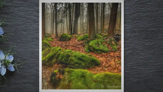 'Video thumbnail for Shady Oasis: Unveiling Best Native Plant Ground Covers for a Shade Garden'