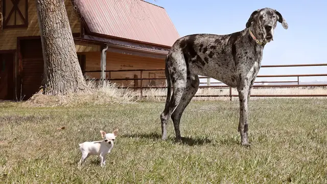 'Video thumbnail for Tallest dog meets smallest dog in world first'