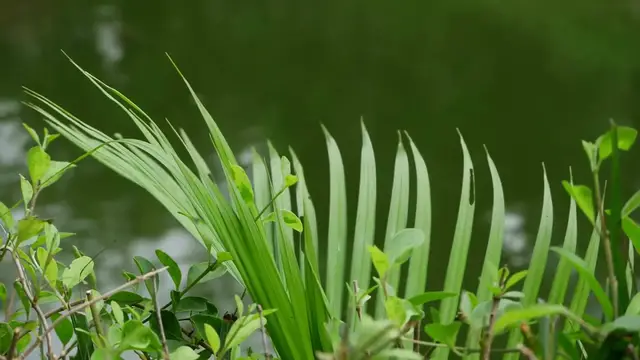 'Video thumbnail for Best Plants for Low Light – Thrive in Any Space!'