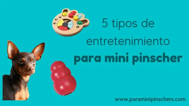 'Video thumbnail for 5 tipos de JUGUETES para mini pinscher para usar en casa馃悤'