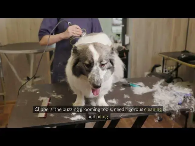'Video thumbnail for Tool TLC: The Art Of Maintaining Your Dog Grooming Equipment'