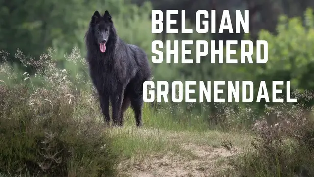 'Video thumbnail for Belgian Shepherd dog, The Belgian Groenendael temperament'