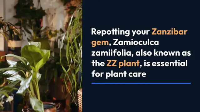 'Video thumbnail for How to Fix Zanzibar Gem Root Rot'