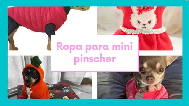 'Video thumbnail for Ropa para pinscher miniatura 🐕🐕 Catálogo ropa mini pinscher 👗👗'