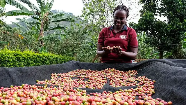 'Video thumbnail for How Ugandan women are taking control of the coffee business'