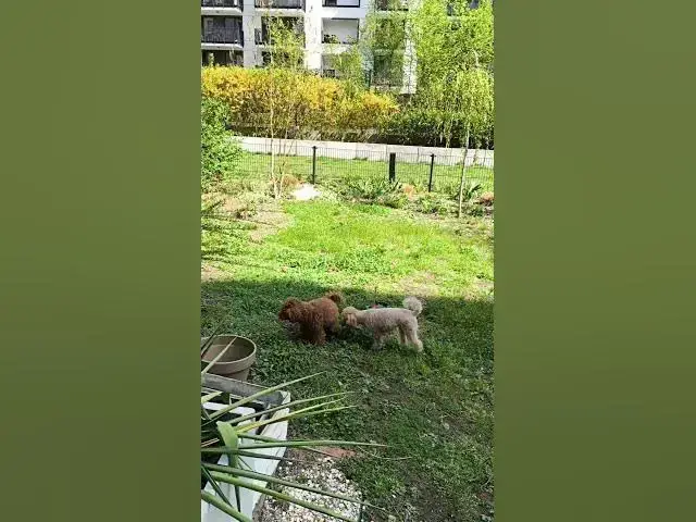 'Video thumbnail for Sunny Garden Playdate: Two Maltipoos & a Rolling Westie'