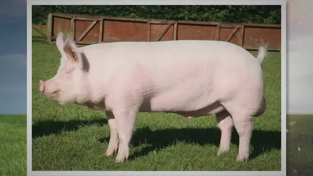 'Video thumbnail for The Large White Pig: Unveiling Its Characteristics and Ancestry'