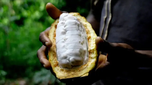 'Video thumbnail for Ivory Coast’s cocoa production faces climate crisis, disease, and US tariffs'