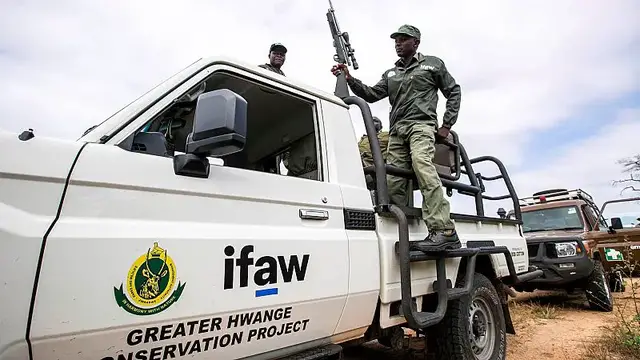 'Video thumbnail for Zimbabwe to cull 50 elephants, distribute meat to locals'