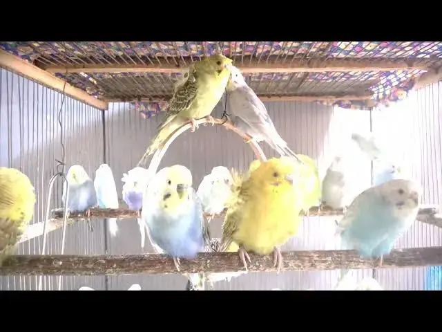 'Video thumbnail for Instagram taugliche Wellensittiche 📸💖 Stars im Vogelreich#VogelInfluencer #WellensittichStars #Pet'