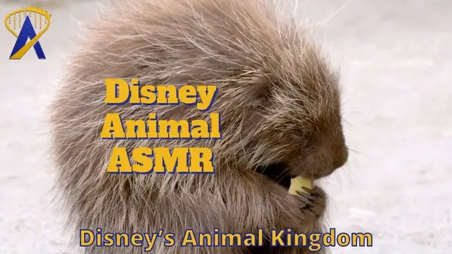 'Video thumbnail for Sounds of Disney's Animal Kingdom: Disney ASMR'