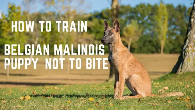 'Video thumbnail for Belgian Malinois Puppy, How to train a Belgian Malinois Puppy not to bite'