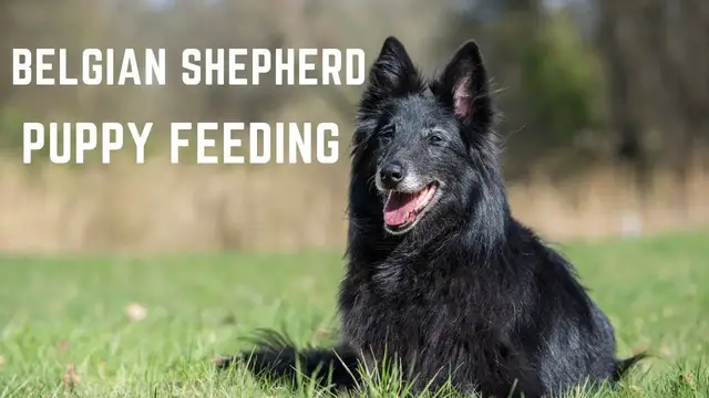 'Video thumbnail for Belgian Shepherd  Puppy ,Belgian Groenendael Puppy feeding'