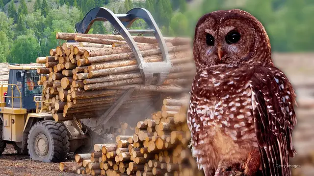 'Video thumbnail for Trump admin proposes significant change to Endangered Species Act'